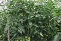 Before the cultivation of Spirulina micro-algae, we produced tomatoes, cucumbers and salads in our greenhouses.