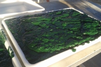 Sunrise on a spirulina tray in September 2014